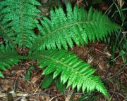 Dryopteris crassirhizoma 